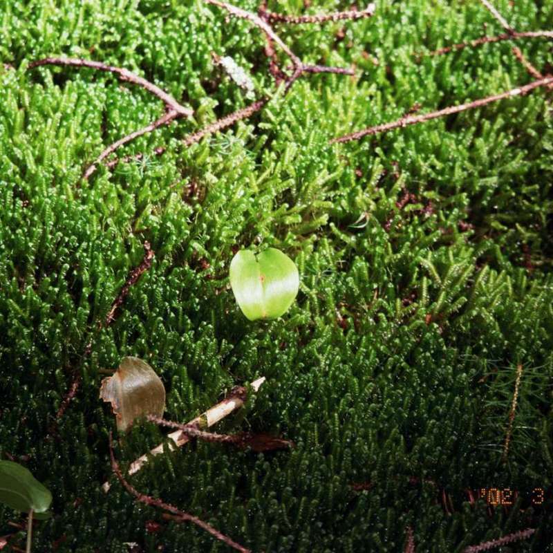 Movement Meditation Room